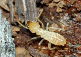 dịch vụ diệt mối tại nhà